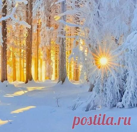 В зимнем лесу...