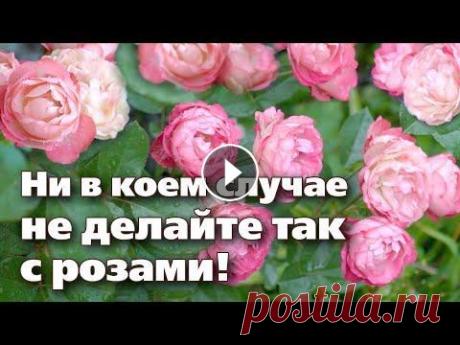 ОСЕННИЙ УХОД ЗА РОЗАМИ. ЧТО ДЕЛАТЬ МОЖНО, А ЧТО НЕЛЬЗЯ! ★ОСЕННИЙ УХОД ЗА РОЗАМИ. ЧТО ДЕЛАТЬ МОЖНО, А ЧТО НЕЛЬЗЯ! Осенью многие сорта роза цветут до самого снега. Иногда садоводы не знают, что можно сделать ...