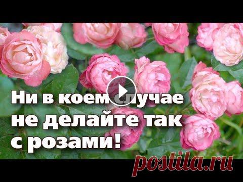 ОСЕННИЙ УХОД ЗА РОЗАМИ. ЧТО ДЕЛАТЬ МОЖНО, А ЧТО НЕЛЬЗЯ! ★ОСЕННИЙ УХОД ЗА РОЗАМИ. ЧТО ДЕЛАТЬ МОЖНО, А ЧТО НЕЛЬЗЯ! Осенью многие сорта роза цветут до самого снега. Иногда садоводы не знают, что можно сделать ...