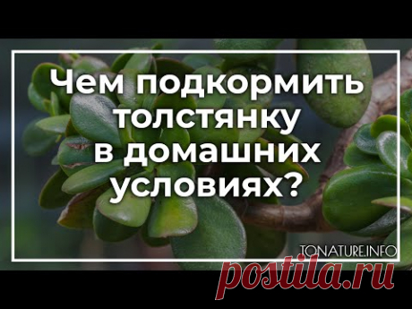 Чем подкормить толстянку в домашних условиях? | toNature.Info