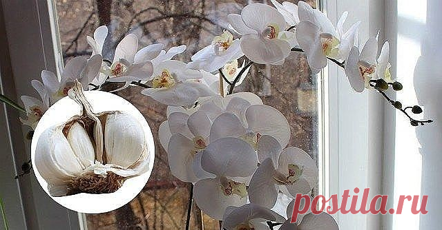 ЧЕСНОК — СПАСЕНИЕ ДЛЯ ОРХИДЕЙ! ЧЕРЕЗ МЕСЯЦ МОЙ ФАЛЕНОПСИС ВЫПУСТИЛ НЕСКОЛЬКО…
О пользе чеснока для человеческого организма знает даже школьник. Но не все обладатели эпифитных орхидей знают, что это луковичное растение может весьма положительно влиять на рост их зеленых питомцев. В частности, чеснок помогает стимулировать пышное цветение фаленопсиса
Чтобы добиться подобного эффекта, наша редакция советует любимым читателям приготовить особую смесь из чесночного мякиша, воды...