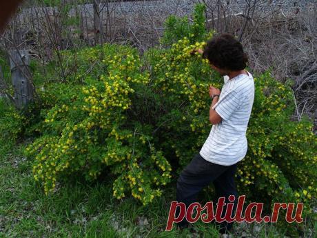 Выращивание и уход за золотистой смородиной