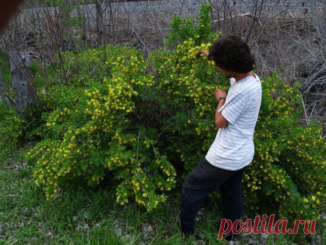 Выращивание и уход за золотистой смородиной