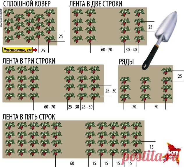 Способы размещения кустов земляники — 6 соток