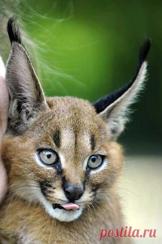 Look At These Caracal Kittens