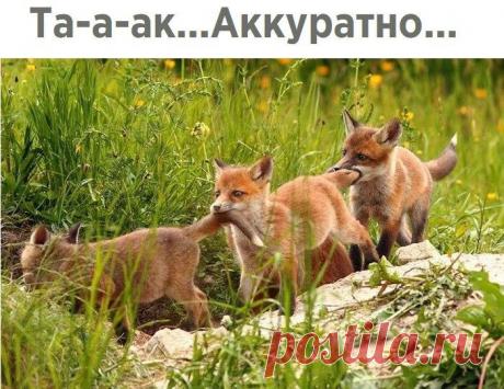 Без комментария