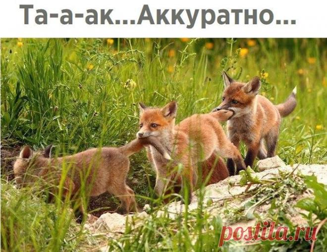 Без комментария