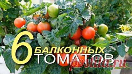 Эти шесть БАЛКОННЫХ томатов приятно вас удивят! | Зеленый Огород | Дзен