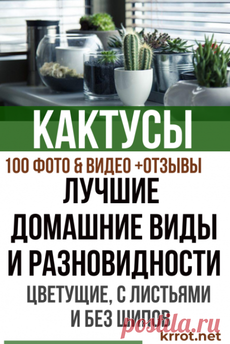 Кактусы: 15 Домашних Видов, Описание, Уход (100+ Фото)