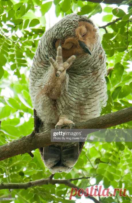 Spotted Woodowl Stock Photo - Getty Images