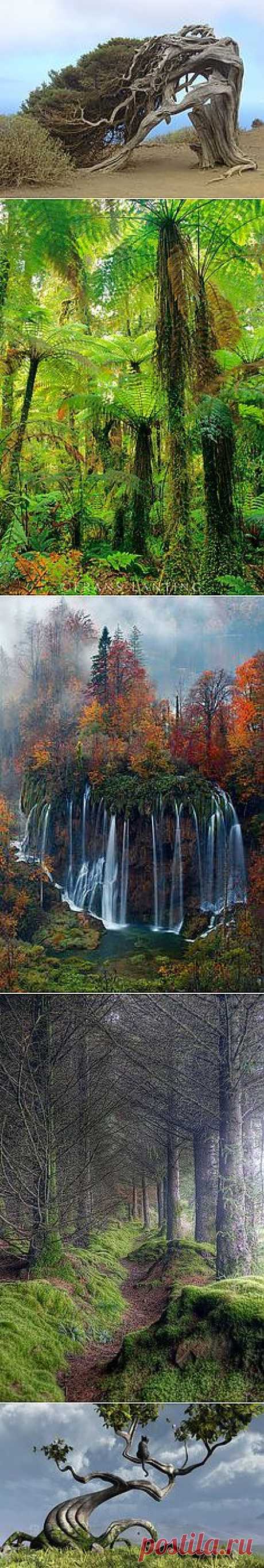 Magestic Trees