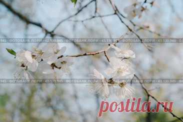Blooming tree branch with white flowers and green leaves on light blue sky background in spring. Стоковое фото, фотограф Ilaronsia / Фотобанк Лори
