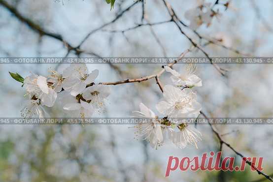 Blooming tree branch with white flowers and green leaves on light blue sky background in spring. Стоковое фото, фотограф Ilaronsia / Фотобанк Лори