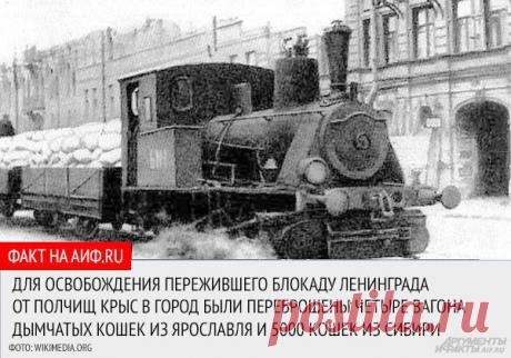 Непокоренный город. 10 фактов о блокаде Ленинграда | История | Общество | Аргументы и Факты