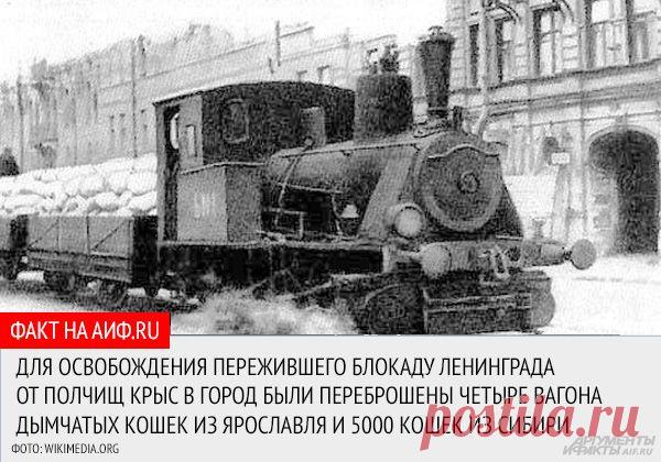 Непокоренный город. 10 фактов о блокаде Ленинграда | История | Общество | Аргументы и Факты