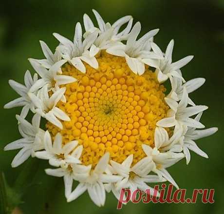 Мутанты с Фукусимы (фото) — Болтай