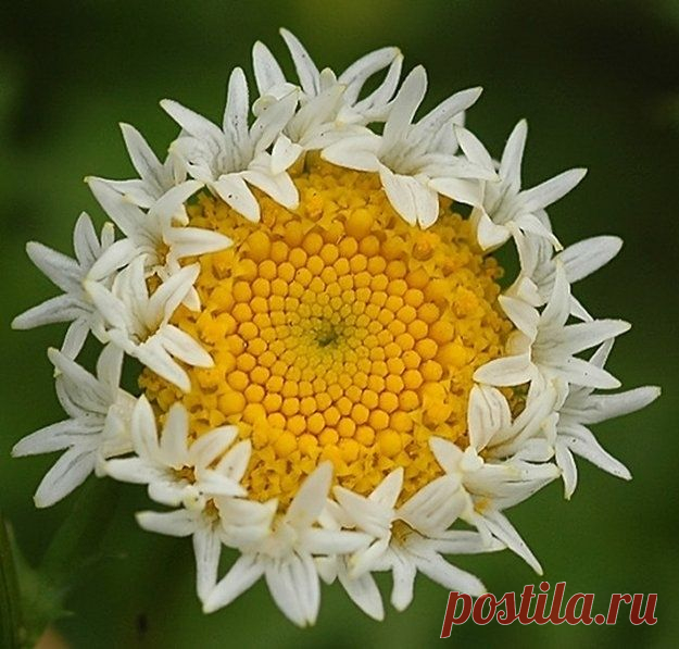 Мутанты с Фукусимы (фото) — Болтай