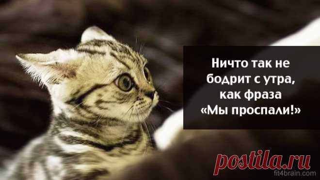 Весёлые картинки