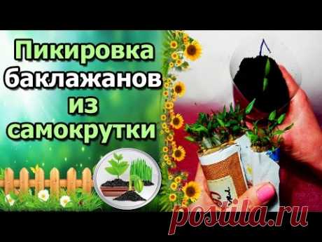 РАССАДА ПО-МОСКОВСКИ, ОТВЕТЫ НА ВОПРОСЫ. ПИКИРОВКА БАКЛАЖАНОВ ИЗ САМОКРУТКИ.