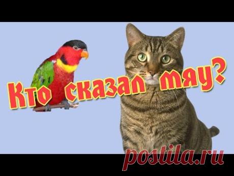 Мяукающий попугай Лори - YouTube
