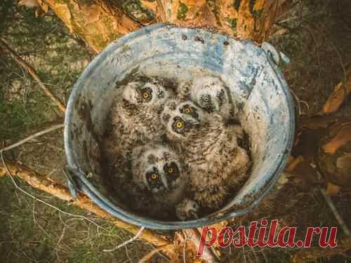 Ведро сов - красивые фотографии #совы #животные