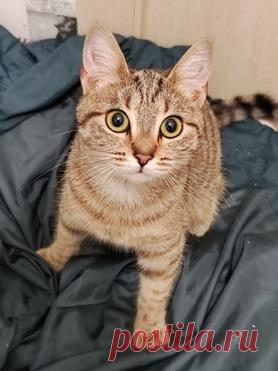 Солнечная девочка Буся в добрые руки — животные в дар | Птичка.ру