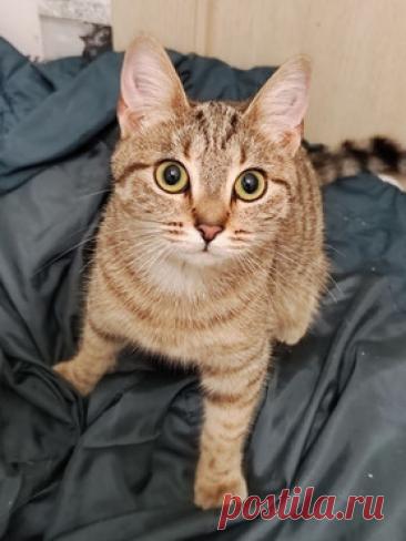 Солнечная девочка Буся в добрые руки — животные в дар | Птичка.ру