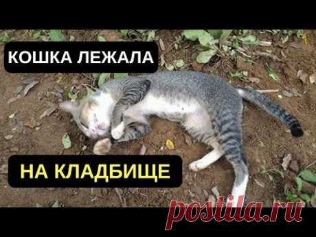МУЖЧИНА ОСТАВИЛ ЕДУ И ВОДУ РЯДОМ С КОТОМ, И ТО, ЧТО ОН УВИДЕЛ НА СЛЕДУЮЩИЙ ДЕНЬ. СПАСЕНИЕ ЖИВОТНЫХ - YouTube