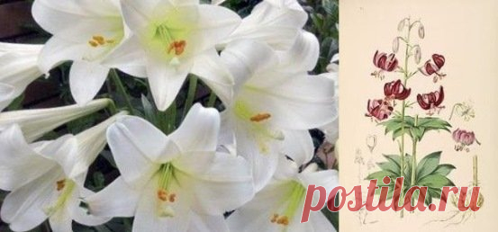Лилия белоснежная (лат. Lilium candidum) | Рецепты народной медицины