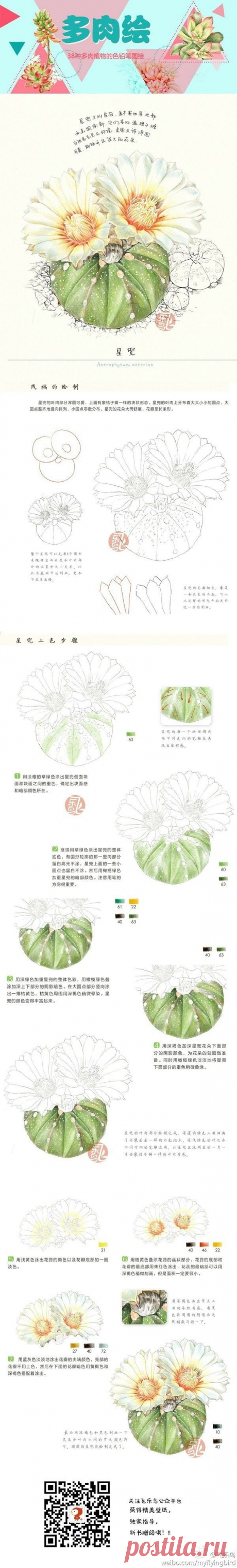 飞乐鸟教程@你會☆彡在哪裡ヽ采集到彩绘。植物。教程～(22图)_花瓣