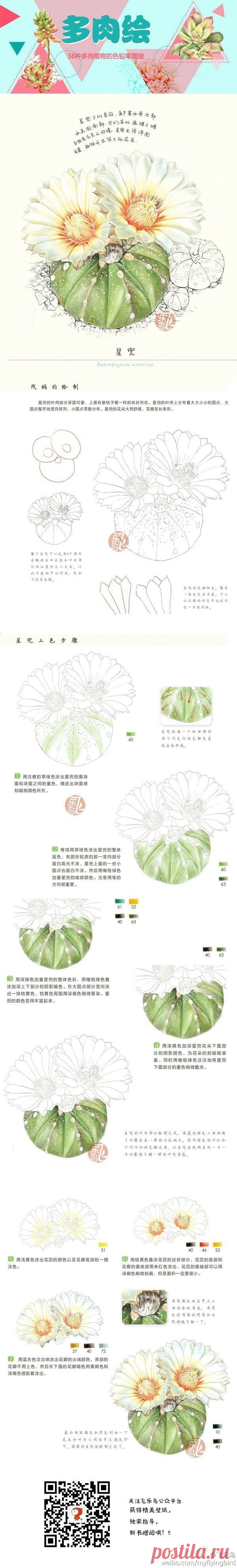飞乐鸟教程@你會☆彡在哪裡ヽ采集到彩绘。植物。教程～(22图)_花瓣