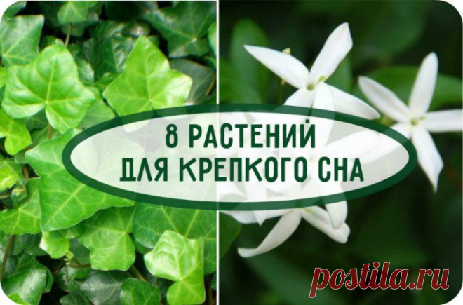 Растения, которые сделают сон крепким | Мамам, женщинам, бабушкам и очень любознательным.