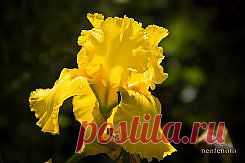 ирисы фотографии - 173 тыс. картинок. Поиск@Mail.Ru