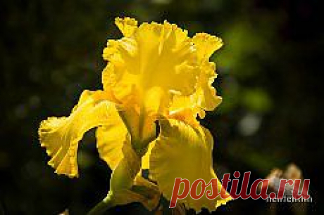 ирисы фотографии - 173 тыс. картинок. Поиск@Mail.Ru