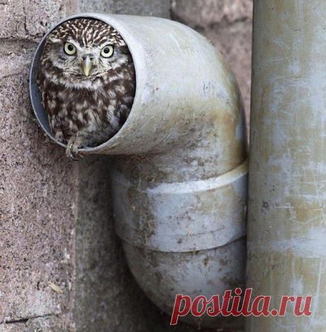 забавные животные