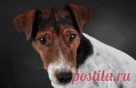 Порода собак фокстерьер
