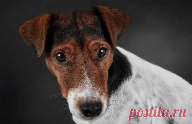 Порода собак фокстерьер