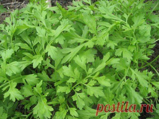 МОЙ САД |Дача, загородный дом, огород, растения