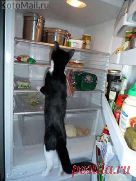 Когда Вселенная у твоих лап