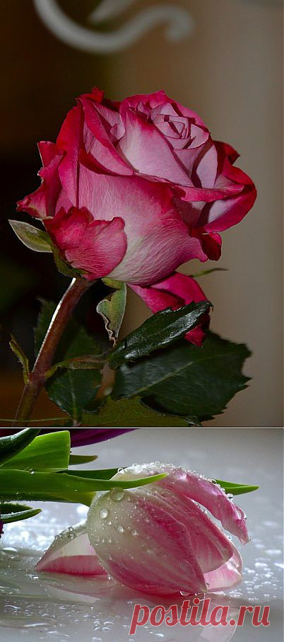 Нежность... #wetflower и другие материалы. Новое в Вашей подборке на Постиле - galina.manzhura@mail.ru - Почта Mail.Ru