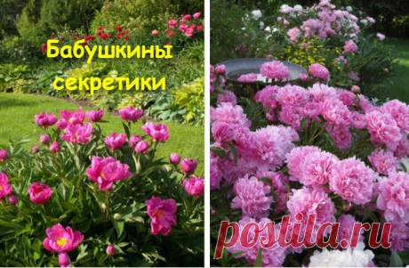 Пионы: посадка и способ размножения — Бабушкины секреты
