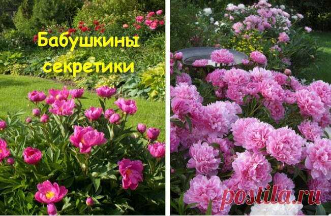 Пионы: посадка и способ размножения — Бабушкины секреты