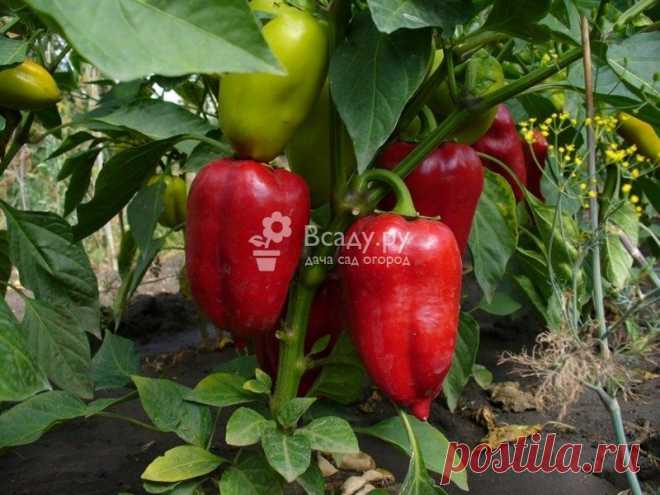 Подкормка перцев во время цветения и плодоношения