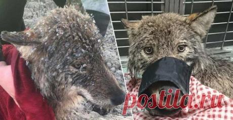 Рабочие спасли из ледяной ловушки зверушку, похожую на собаку... В Эстонии к восьми утра трое строителей приехали на плотину Синди, где собирались продолжить работу над укреплением конструкций. Внезапно они заметили, что в реке Пряну барахтается пес. Видимо, он пытался перейти по тонкому льду на другой берег и провалился.








Рабочие бросились спасат