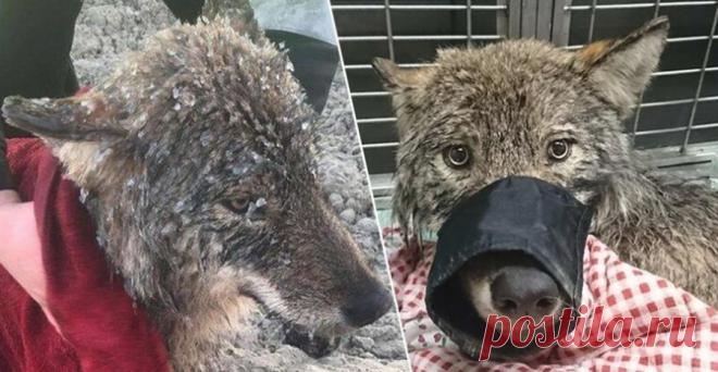 Рабочие спасли из ледяной ловушки зверушку, похожую на собаку... В Эстонии к восьми утра трое строителей приехали на плотину Синди, где собирались продолжить работу над укреплением конструкций. Внезапно они заметили, что в реке Пряну барахтается пес. Видимо, он пытался перейти по тонкому льду на другой берег и провалился.








Рабочие бросились спасат