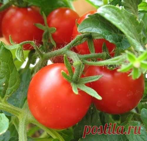 ПОЛЕЗНЫЕ СОВЕТЫ - МирТесен