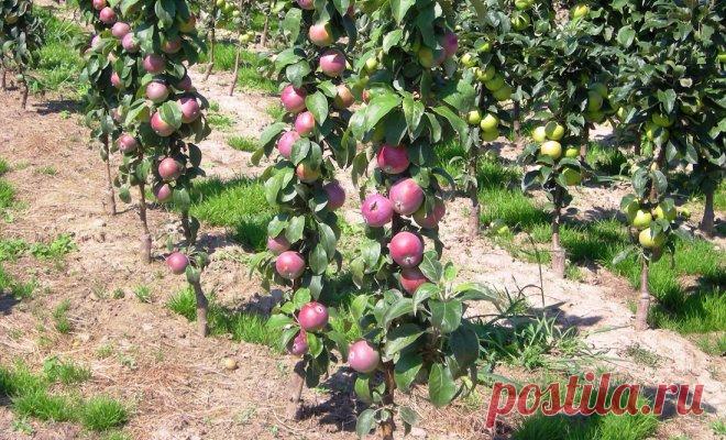 Лучшие сорта колоновидных яблонь – фото и описания | В саду (Огород.ru)