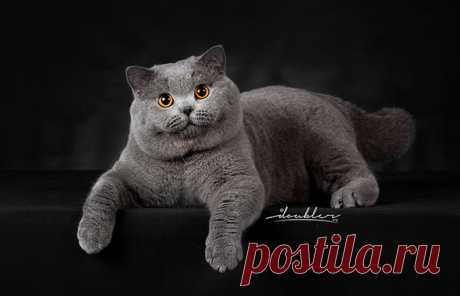 British Shorthair - The Cat Fanciers' Association