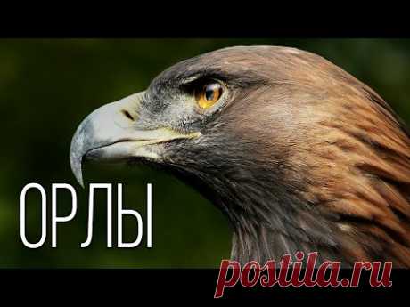 Орел: Повелитель Неба | Интересные факты про орлов
