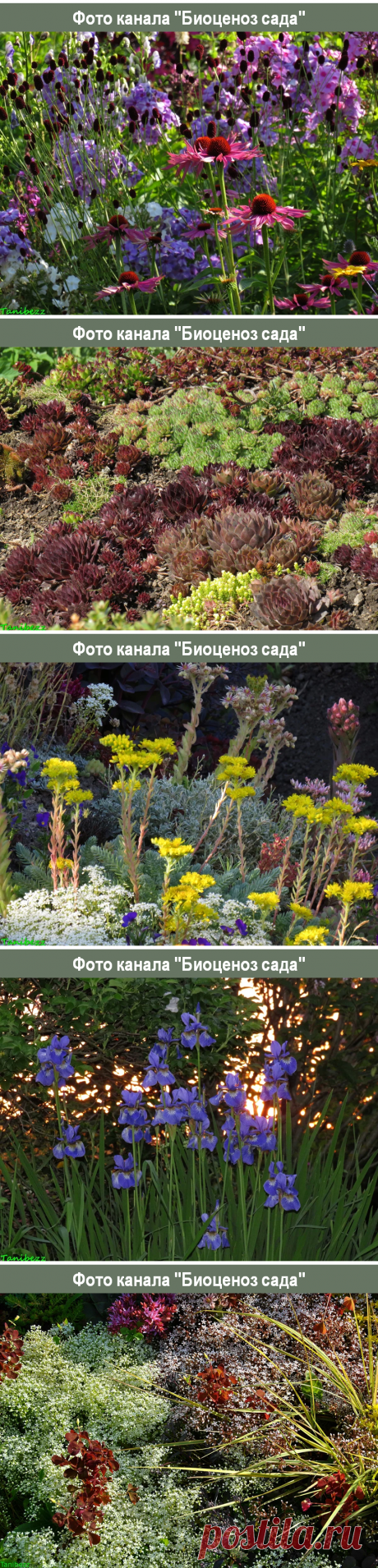 Мои любимые каналы на Дзене: "Биоценоз сада" | Сад под Петербургом | Яндекс Дзен